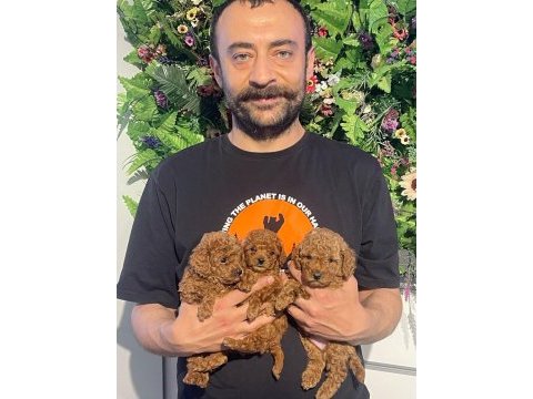 Safkan poodle yavrularımız yeni yuvalarını arıyor