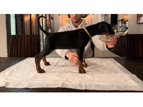 A şecereli şampiyon kan hattından son dişi doberman