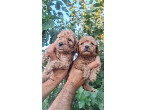 Maltipoo kalite yavrular ırk sağlık garantili