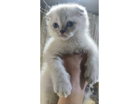 Kar topu scottish fold yavruları