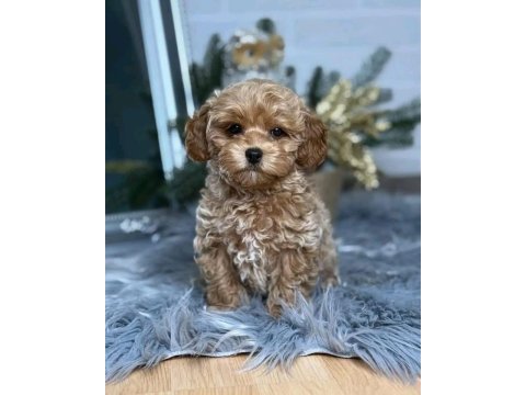 Tr nin en özel maltipoo yavruları