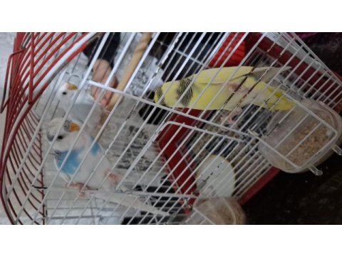 Uygun fiyat muhabbet kuşu yavrular