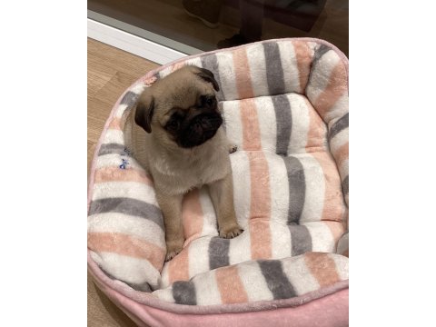 Dünya tatlısı pug yavruları
