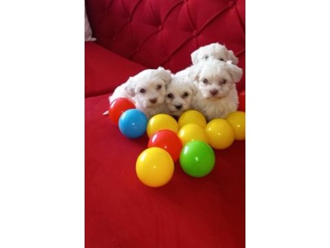 Maltese terrier xs sıfır numara oyuncu ve uyumlu