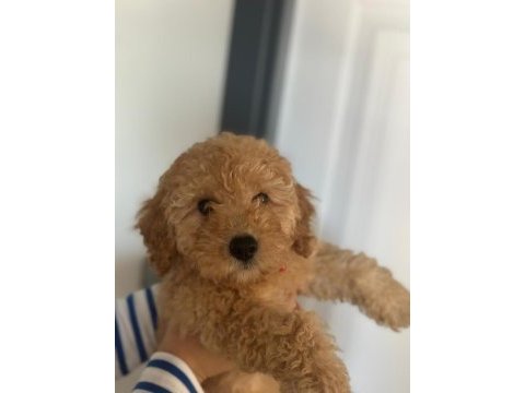 Toy poodle