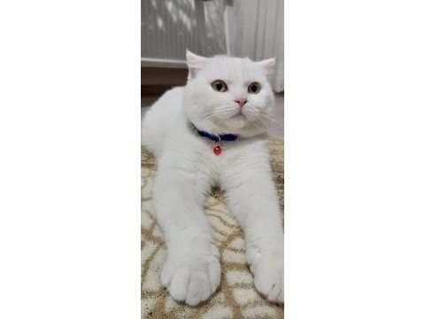 8-9 aylık scottish fold erkek