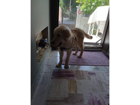Golden retriever 6 aylık