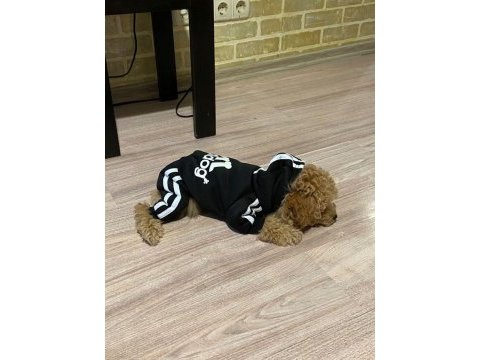 Yetişkin toy poodle köpeğimiz
