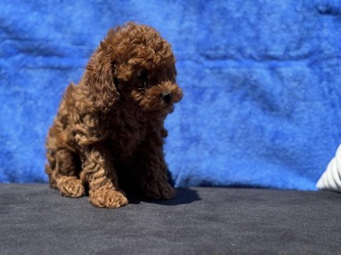 Ankaranın en özel redbrown toy poodle yavruları
