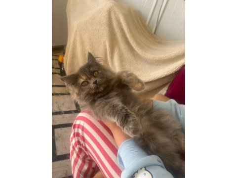 British longhair kedimiz 3 aylık