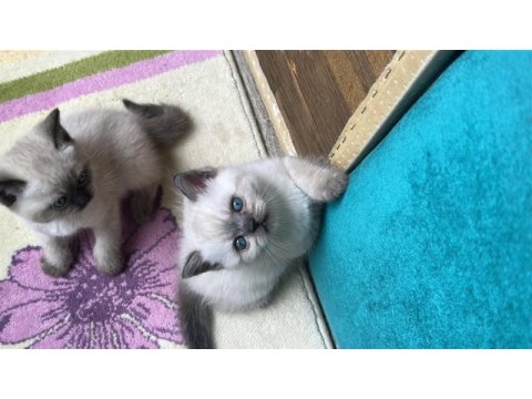 2 aylık yavru kedimize yeni yuva arıyoruz