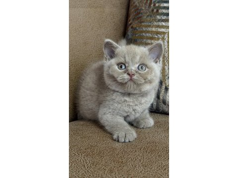 Orjinal british shorthair fawn erkek