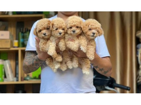 Pofuduk toy poodle bebeklerimiz