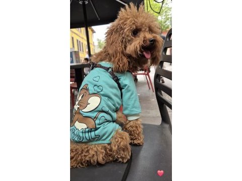 1 yaşında toy poodle