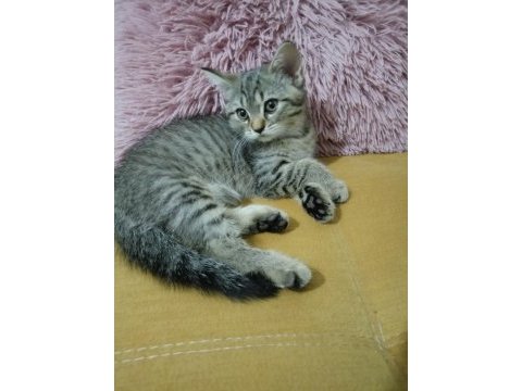 Oyuncu 2 aylık british shorthair kedimiz