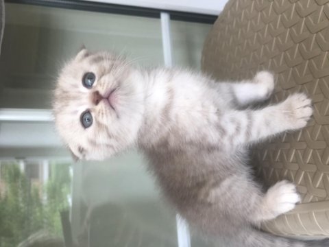 Scottish fold silver