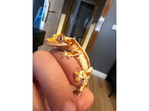 Lily white crested gecko