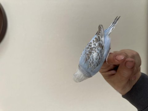 Yeni yeme düşen ve düşecek olan muhabbet kuşu yavrular