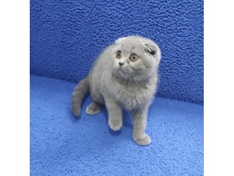 İstanbul içi 7/24 adrese teslim scottish fold ponçik
