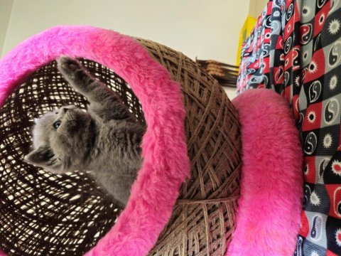 2 aylık scottish fold yavrular
