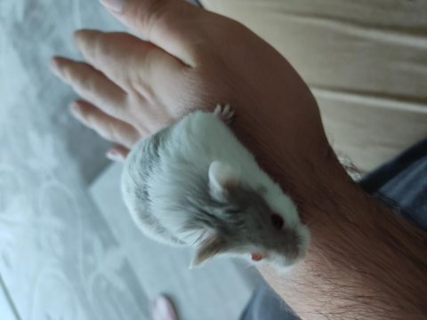 Çok tatlı yavru ve yetişkin gonzales hamsterler