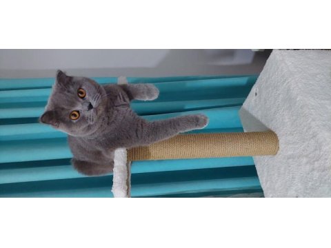 Scottish fold dişi kedime erkek british eş arıyorum
