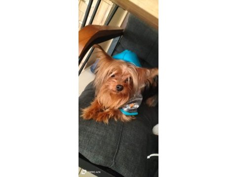 Tatlı uslu yorkshire terrier prenses