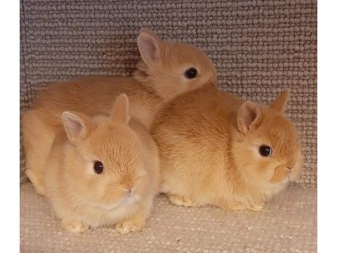 Dünyanın en küçük tavşan ırkı