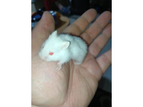 Black eyes winter ve albino hamster
