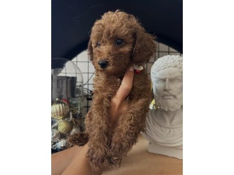 Red brown poodle dişi erkek yavrular