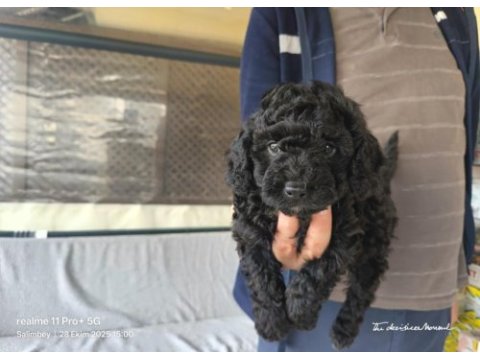 Bitter çikolatalı poodle