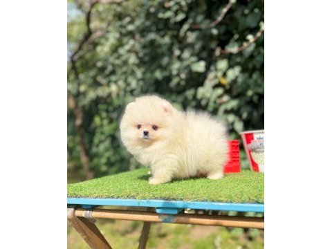Boo pomeranian ultra mini yavrularımız