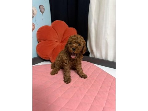 Toy poodle yavruları erkek