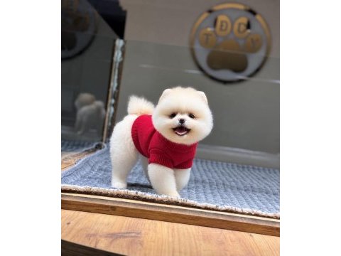 Sağlık ve ırk garantili pomeranian