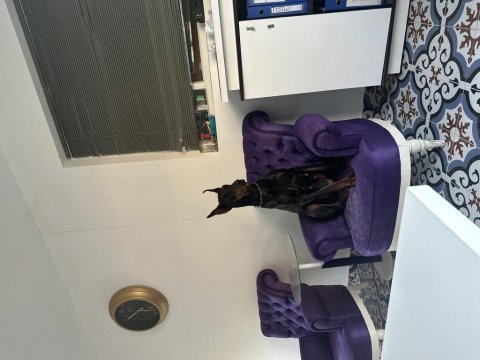 Safkan eğitimli doberman
