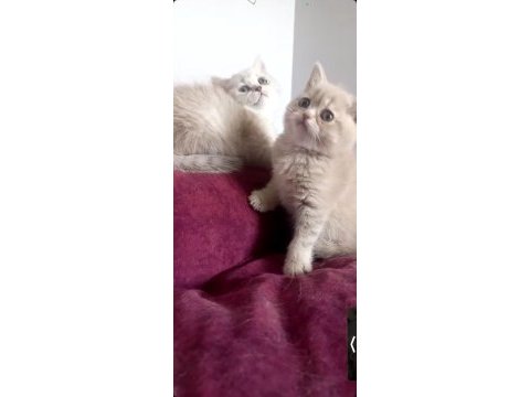 British shorthair dişi yavrular