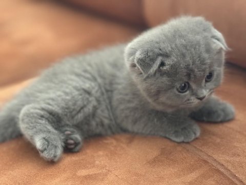 Oyun meraklısı scottish fold minnoşlar