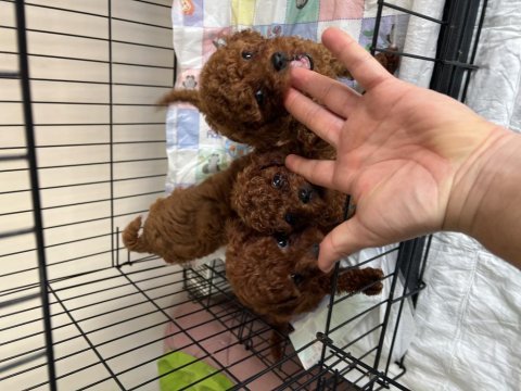 A plus toy poodle yavrular ilk aşısı ve iç parazit