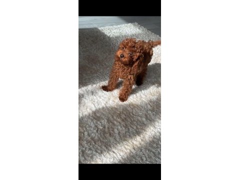 3.5 aylık dişi harika renk toy poodle safkan eğitimli