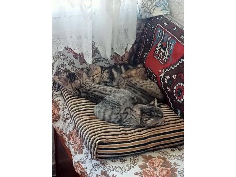 Tekir kedimiz sahibini bekliyor