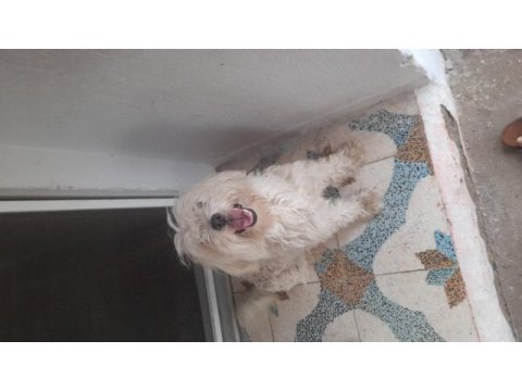 Kar beyaz maltese terrier kızımız