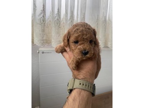Baba 0 numara anne 01 numara toy poodle