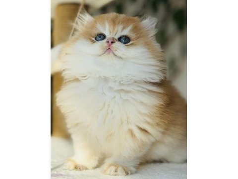 Safkan golden ny 12 muhteşem tip british longhair