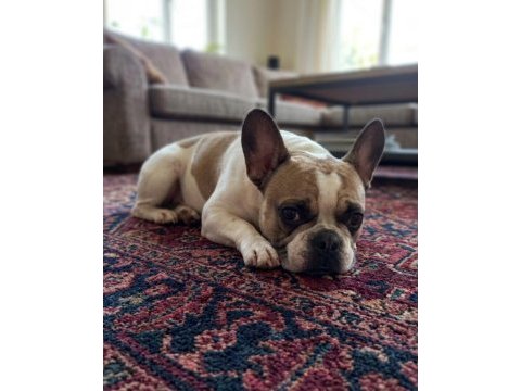 Fransız bulldog kızım 5 yaşında