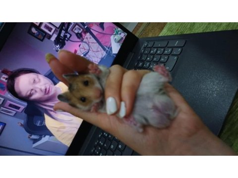 Suriye hamster yavrusu
