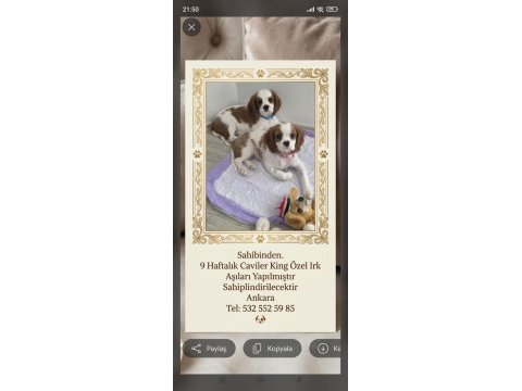9 haftalık cavalier king charles yavruları erkek dişi
