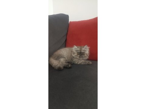 2.5 aylık iran persian erkek oyuncu yavrumuz
