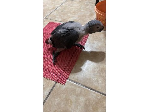 Jako bebek papağanımız