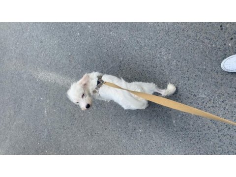 Maltese terrier golden kırması 1 yaşında