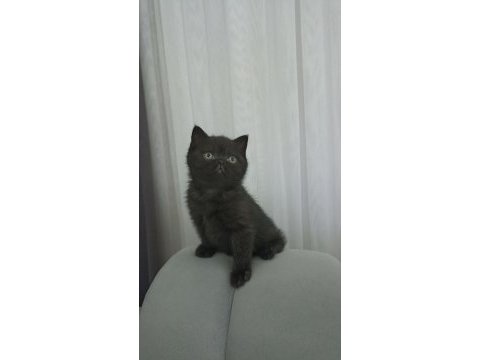 Uyguna kakao bebek british shorthair